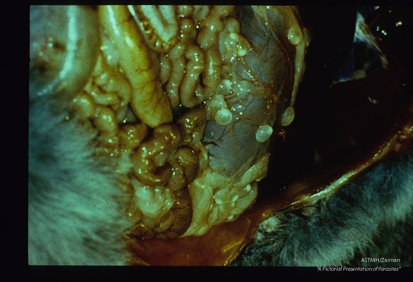 Multiple cysticerci in experimental infection.