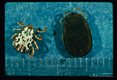 Dorsal view. A brightly decorated scutum is present on the hard tick (Dermacentor) but not on soft Argas.