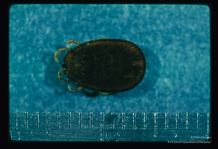 Dorsal view.