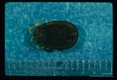 Dorsal view.