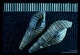 (Hawaii). In appropriate areas, this species may serve as an intermediate host of Paragonimus westermani.