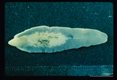 Dorsal view of formalin fixed unstained adult. .