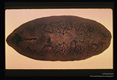 Whole mount. Both suckers, the digestive tract and the reproductive systems are seen.