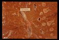 Human liver showing typical 