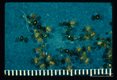 Fed and unfed nymphs. Nymphs have four pairs of legs as do the adults. The fed ticks are globose and dark with ingested blood.