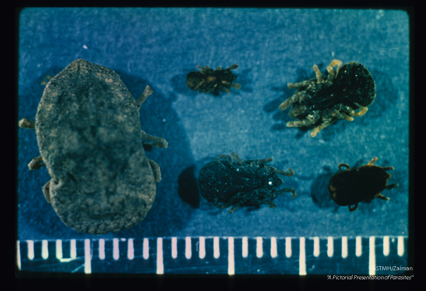 Several specimens of this soft tick are shown.