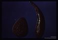 North Borneo . One of several color variants of this species of terrestrial leech.