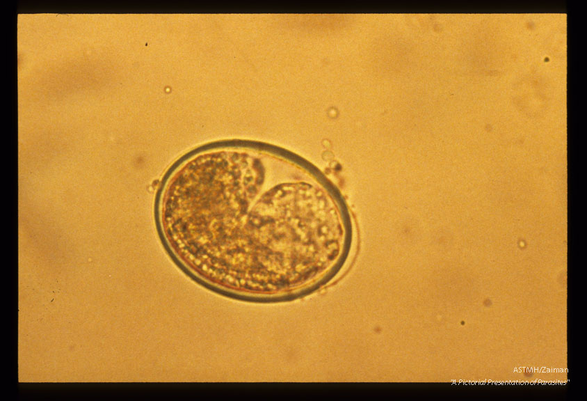 Development and hatching of larva.