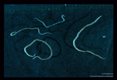 These nematodes are now known to cause eosinophilic meningitis in man.